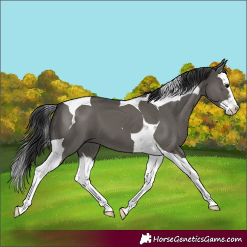 Horse Color:Grullo Splash Tobiano 