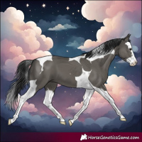 Horse Color:Grullo Splash Tobiano