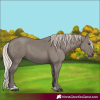 Horse Color:Silver Grullo 