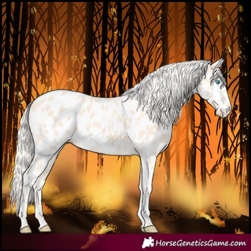 Horse Color:Cremello Near Leopard 