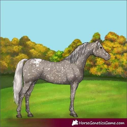 Horse Color:Silver Grullo Appaloosa