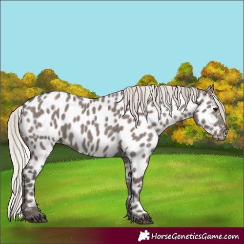 Horse Color:Silver Grullo Near Leopard