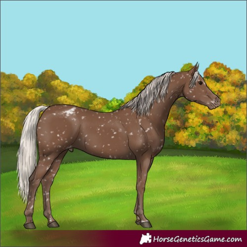 Horse Color:Silver Black Appaloosa 
