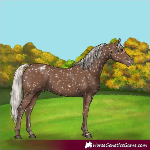 Horse Color:Silver Black Appaloosa 
