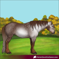 Horse Color:Gray Chestnut