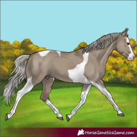 Horse Color:Silver Grullo Splash Tobiano 