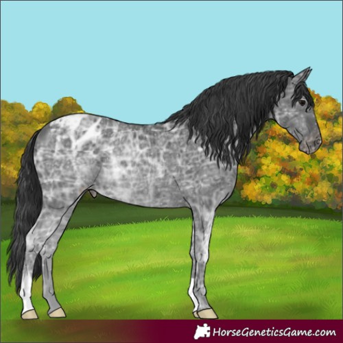 Horse Color:Black Ice Appaloosa Rabicano 