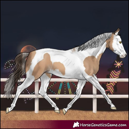Horse Color:Amber Champagne Splash Tobiano