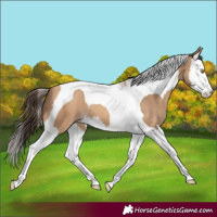 Horse Color:Amber Champagne Splash Tobiano