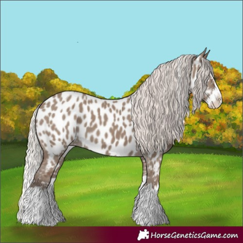 Horse Color:Silver Grullo Splash Appaloosa 