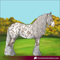 Horse Color:Silver Grullo Splash Near Leopard 