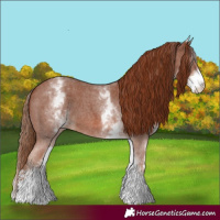 Horse Color:White Spotted Chestnut Sabino