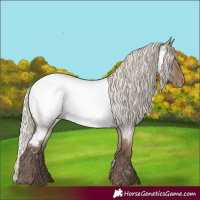 Horse Color:Silver Grullo Roan Appaloosa