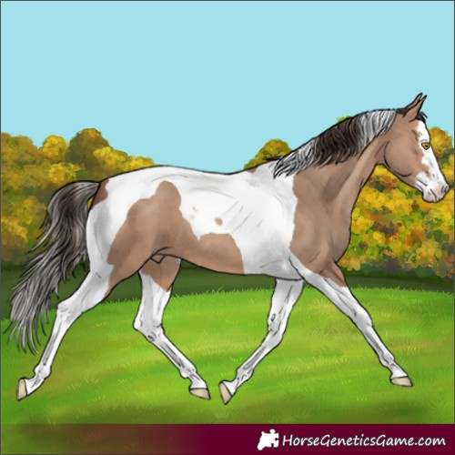 Horse Color:Amber Champagne Splash Tobiano