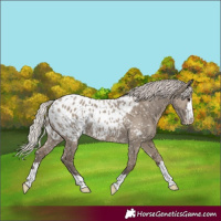 Horse Color:Silver Grullo Appaloosa 