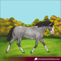 Horse Color:Smoky Blue Roan Sabino Splash and Smoky Grullo Roan Sabino Splash