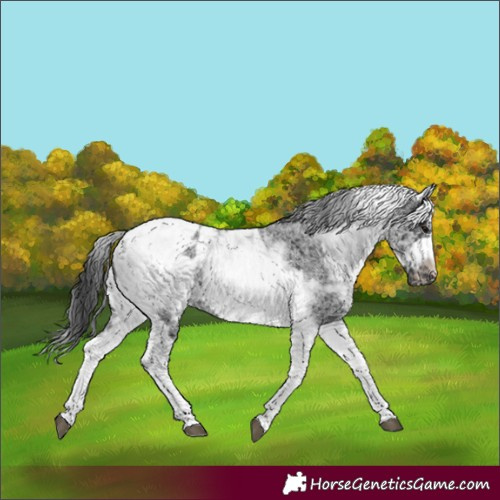 Horse Color:White Spotted Black Splash Tobiano Frame Appaloosa