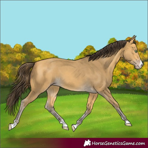 Horse Color:Amber Cream Champagne