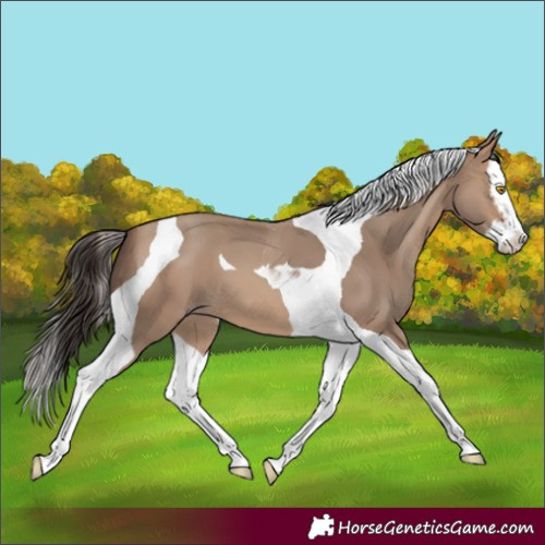 Horse Color:Sable Champagne Splash Tobiano 