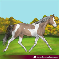 Horse Color:Sable Champagne Splash Tobiano