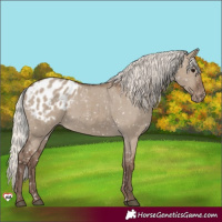Horse Color:Silver Grullo Appaloosa 