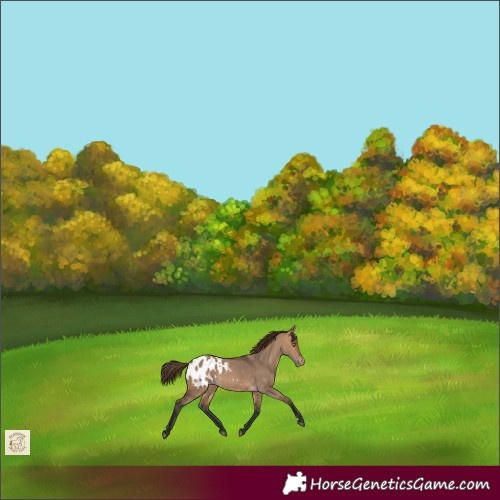 Horse Color:Bay Dun Appaloosa Rabicano