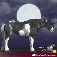Horse Color:White Spotted Black Splash Tobiano Frame Varnish 