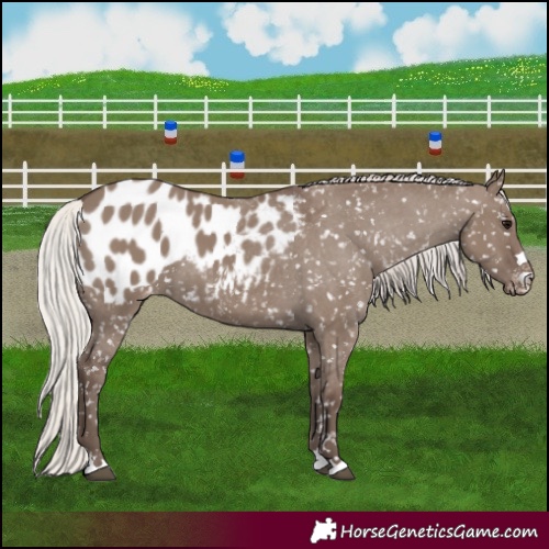Horse Color:Silver Grullo Appaloosa 