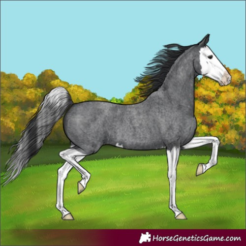Horse Color:Blue Roan Splash 