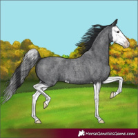 Horse Color:Blue Roan Splash 