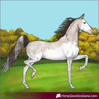 Horse Color:Classic Champagne Roan Splash 
