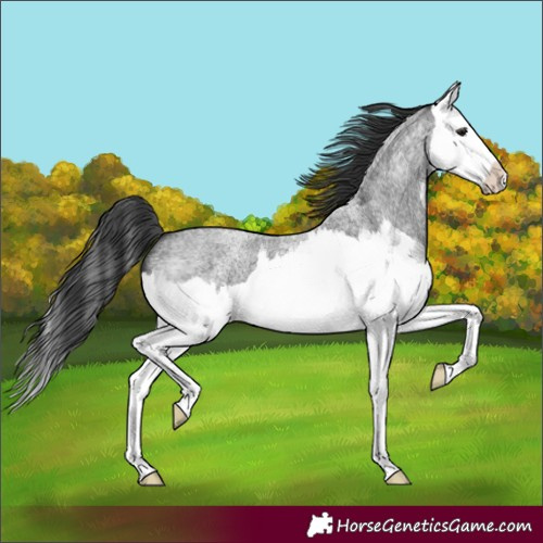 Horse Color:Blue Roan Splash 