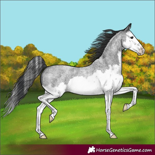 Horse Color:Blue Roan Splash 