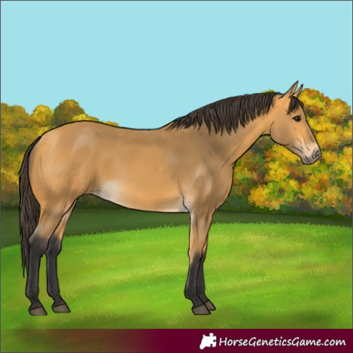 Horse Color:Buckskin 