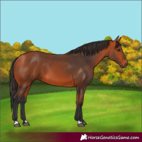 Horse Color:Bay 