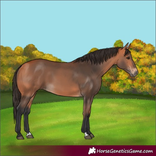 Horse Color:Bay 
