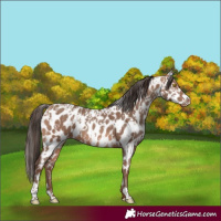Horse Color:Sable Champagne Appaloosa  and Sable Champagne Appaloosa 
