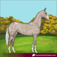 Horse Color:Silver Grullo Appaloosa