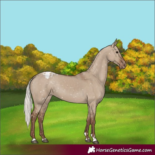 Horse Color:Silver Grullo Blanket