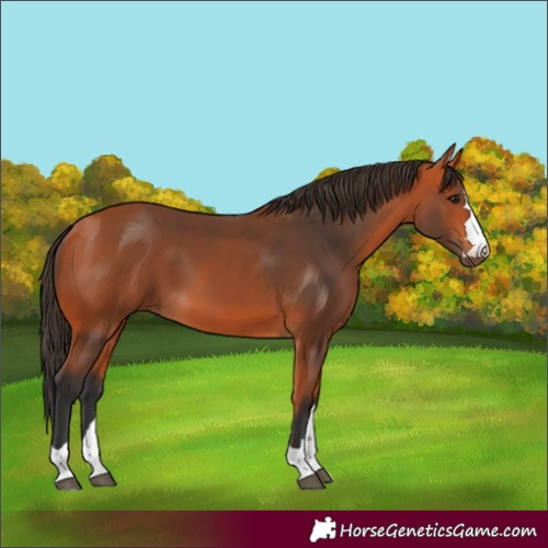 Horse Color:Bay 