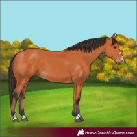 Horse Color:Bay 