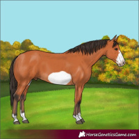 Horse Color:Bay Frame 