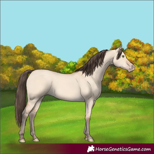 Horse Color:Amber Champagne Dun 