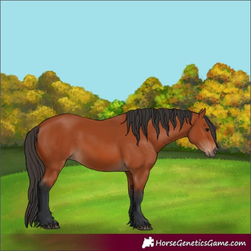 Horse Color:Unknown 