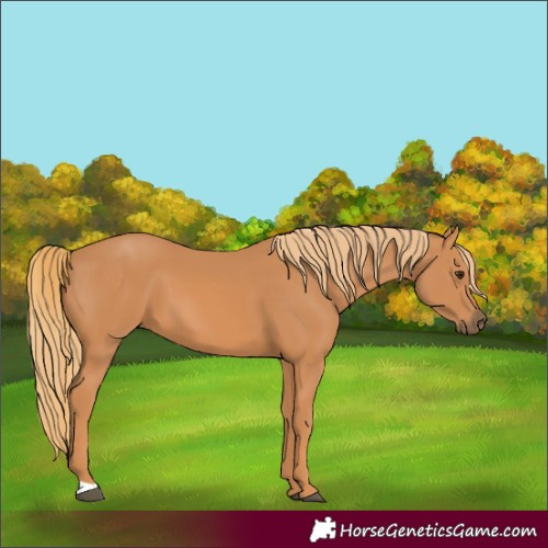Horse Color:Unknown 