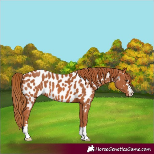 Horse Color:Unknown 