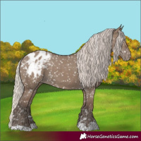 Horse Color:Silver Grullo Appaloosa 