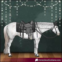 Horse Color:Bay Splash Tobiano Appaloosa 