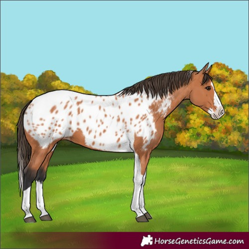 Horse Color:Bay Splash Tobiano Appaloosa 