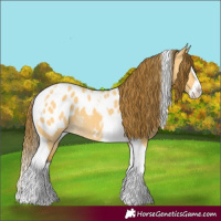 Horse Color:Buckskin Dun Splash Tobiano Appaloosa 